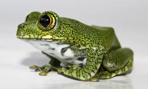 Peacock tree frog - Leptopelis vermiculatus