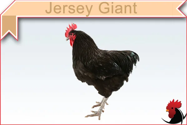 Jersey Giant chicken