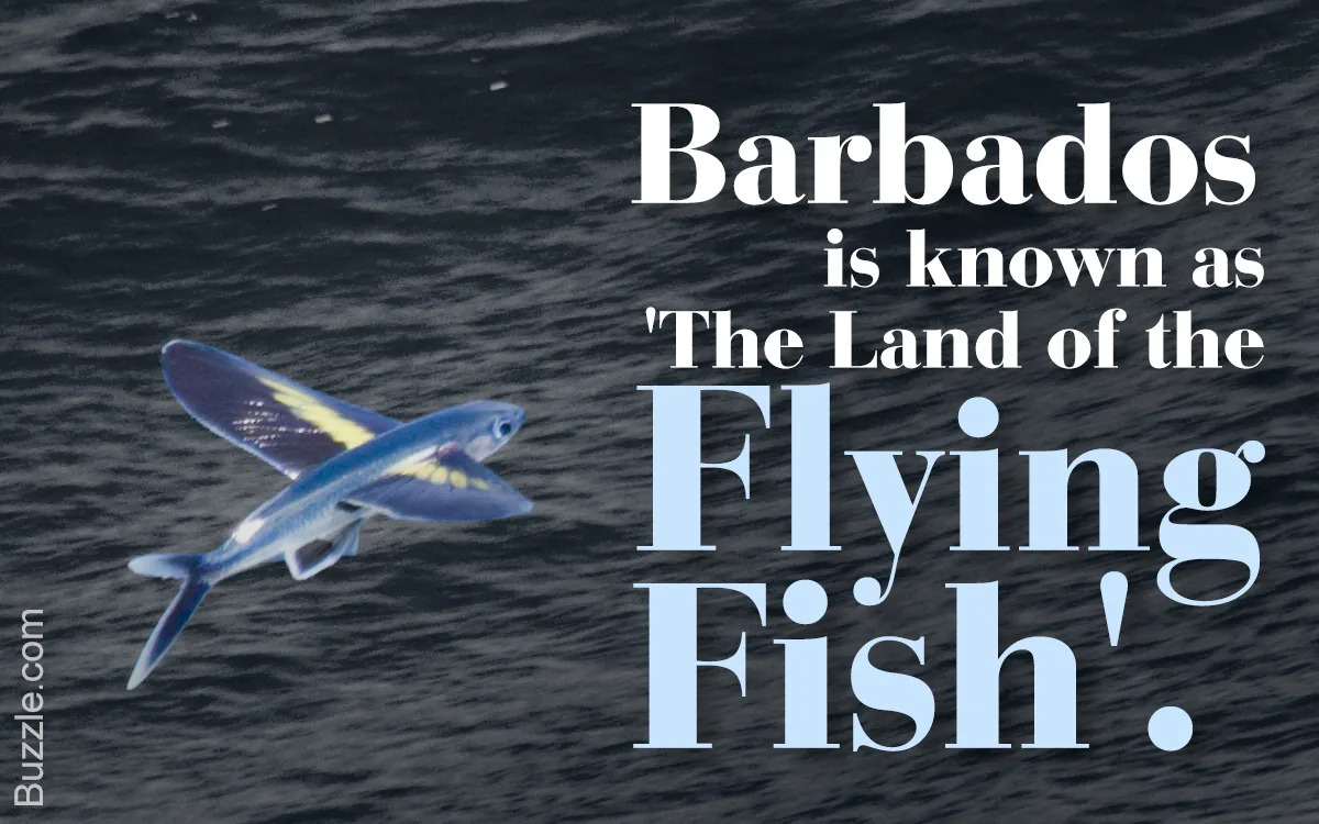 Infographic card reading 'Barbados is known as The Land of the Flying Fish', with a flying fish gliding over dark ocean water
