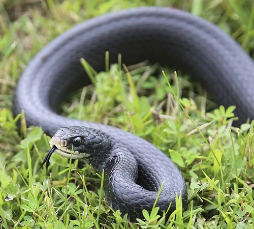 Southern black racer snake moving through green grass