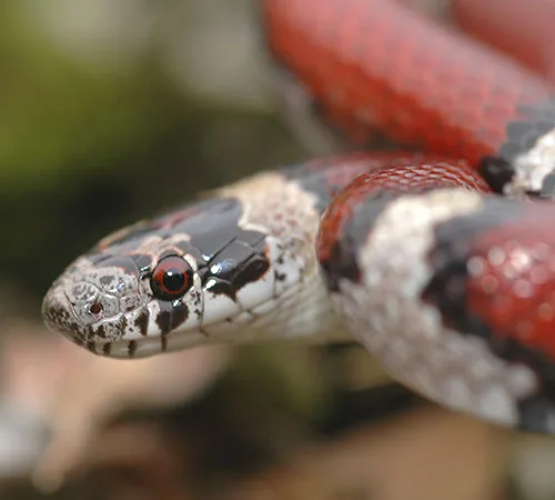 Red milk snake head shot showing bright red banding