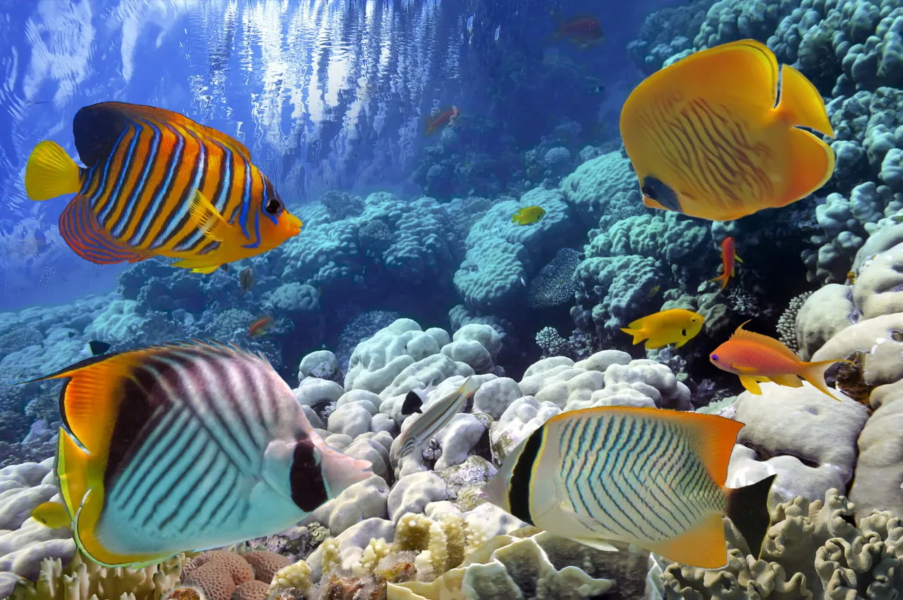 Colorful tropical fish swimming among hard corals in warm shallow water
