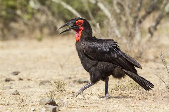Southern ground hornbill
