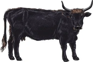 Aurochs, the extinct national animal of Moldova