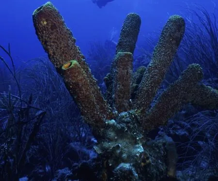 Tube sponge with thick tubes joined at the base
