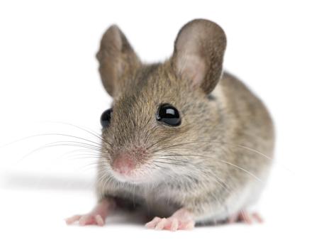 Wood mouse