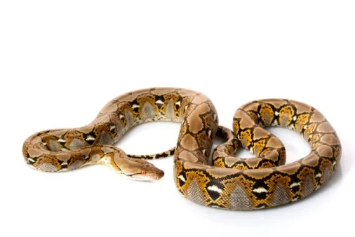 Reticulated Python, the world's longest snake