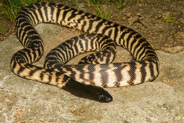 Black-headed python with a glossy black head and cream-and-black banded body