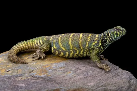 Spinytail lizards (Cordylidae)