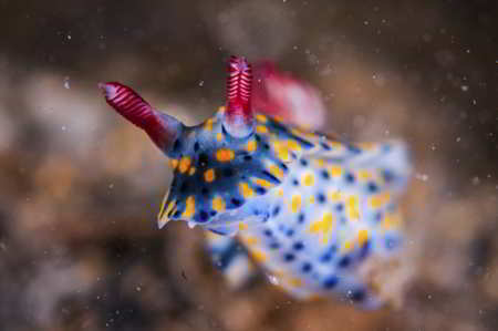Hypselodoris infucata, a blue-colored animal