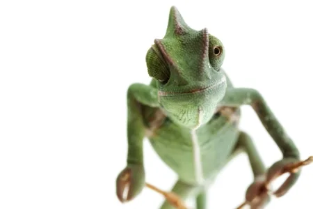 Chameleon with one eye swivelled forward and the other rotated backward simultaneously