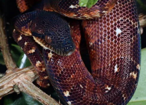Madagascar Ground Boa with distinctive rhombus pattern