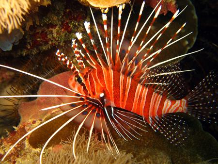 A spotfin lionfish resting on coral, showing its distinctive striped pectoral fins