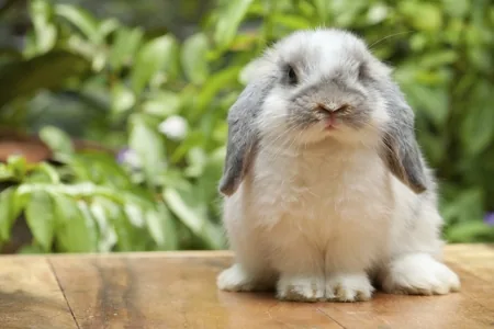 A wild rabbit sniffing a plant carefully before eating, using its 17,000 taste buds to test for toxins