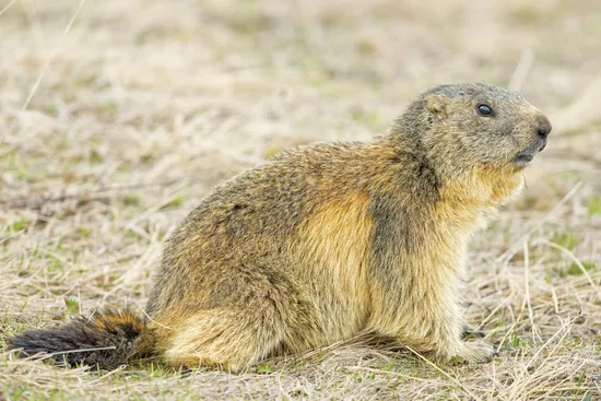 American Groundhog
