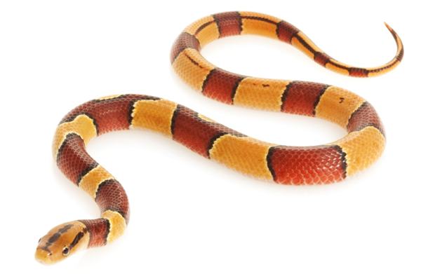 Broad-banded Red Bamboo Ratsnake, a nonvenomous snake