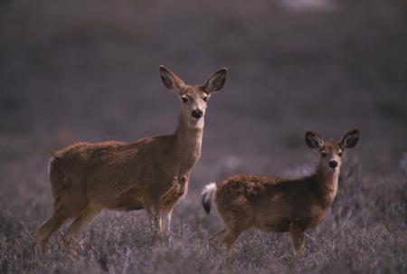 Black-tailed Doe with Her Fawn
