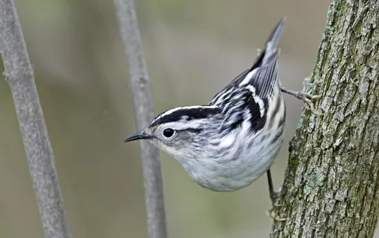 Black-and-white warbler on a branch