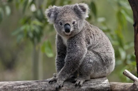 A koala clinging to a tree trunk