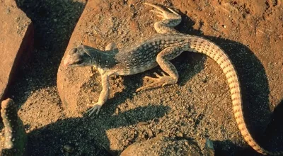 Desert iguana on warm sand