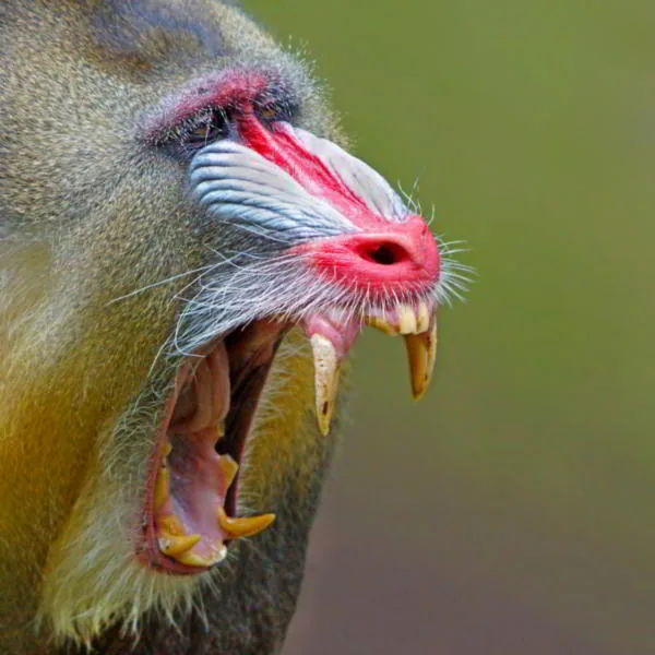 Mandrill displaying intensified facial colors when excited or aggressive