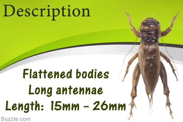 A cricket showing its flattened body and long antennae