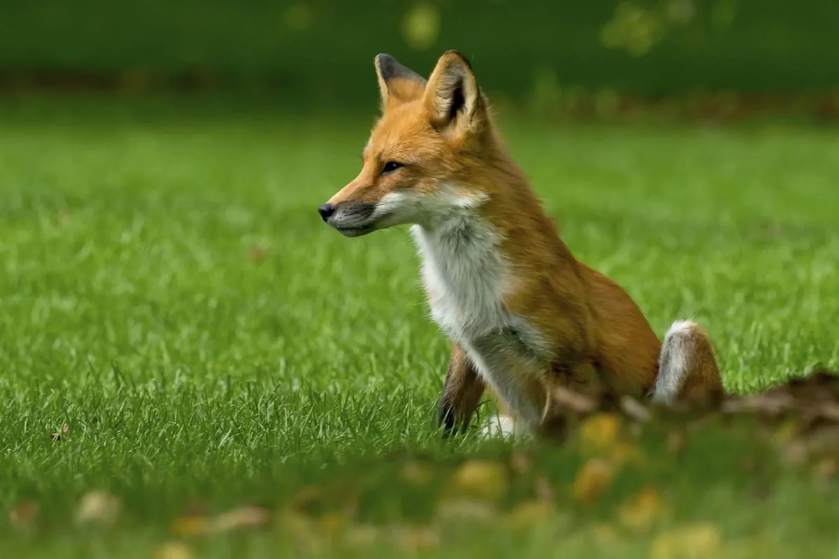 A red fox sitting in lush green grass, alert with bright amber eyes