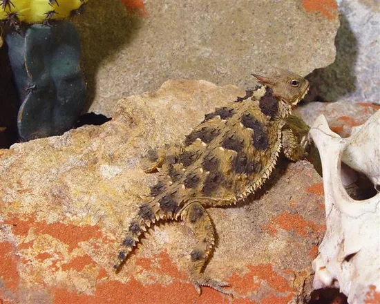 Earless, Spiny, Side-Blotched and Horned Lizards (Phrynosomatidae)