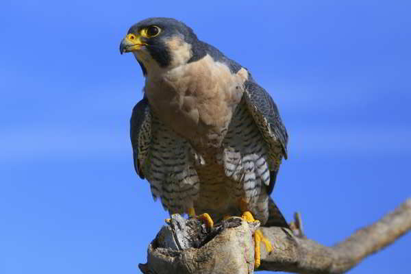 Peregrine falcon sitting on a stick