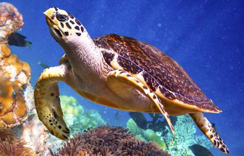 Hawksbill sea turtle near a coral reef