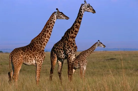 Three giraffes standing in grassland