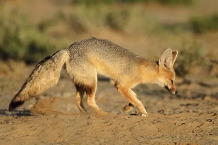 Cape fox (Vulpes chama) standing in dry African grass