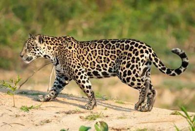 Jaguar with spotted coat in the rainforest
