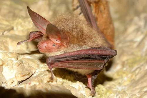 Bechstein's bat