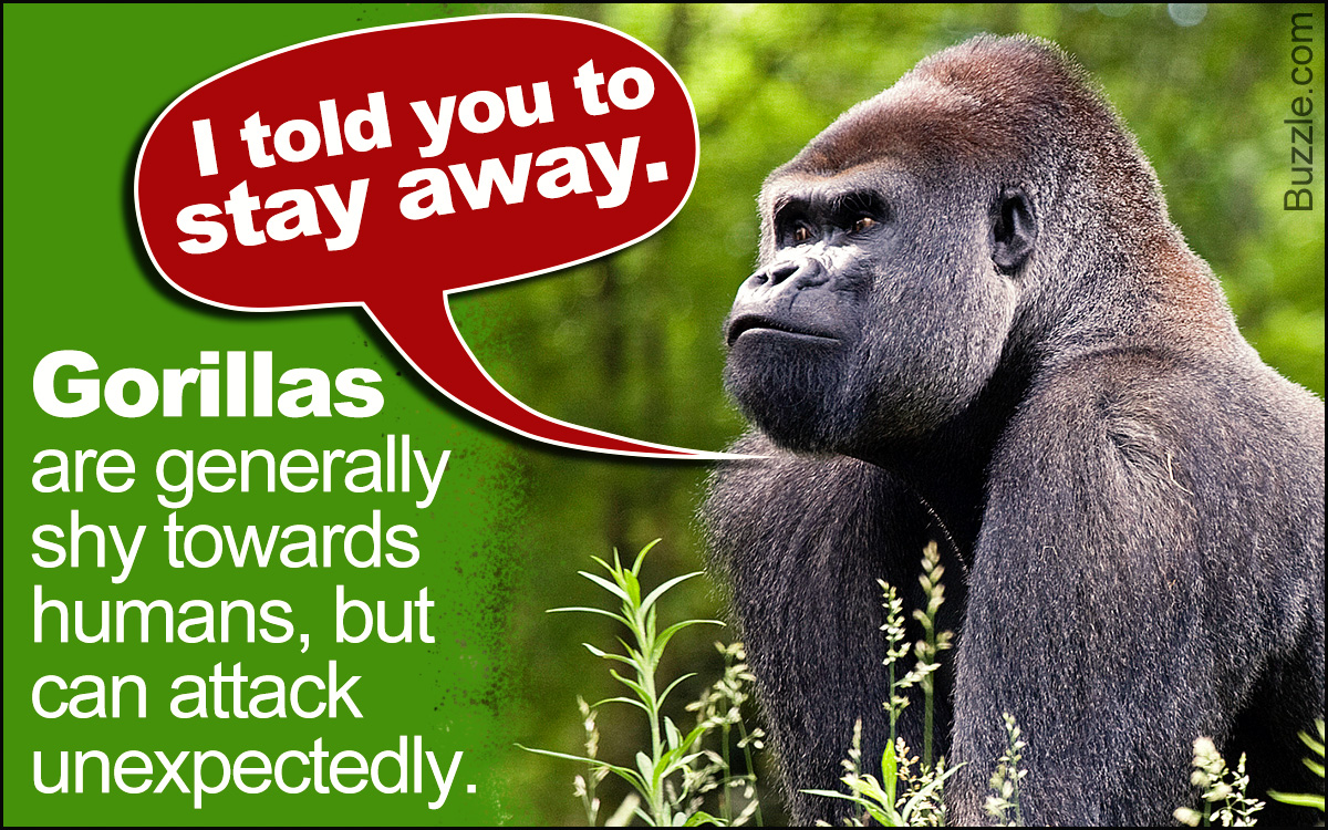 A silverback gorilla sits in a lush green forest, peering through the foliage.