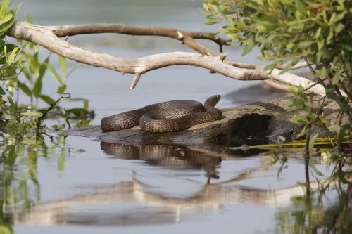 A water snake basking on a rock beside a stream