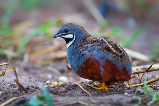 Quail
