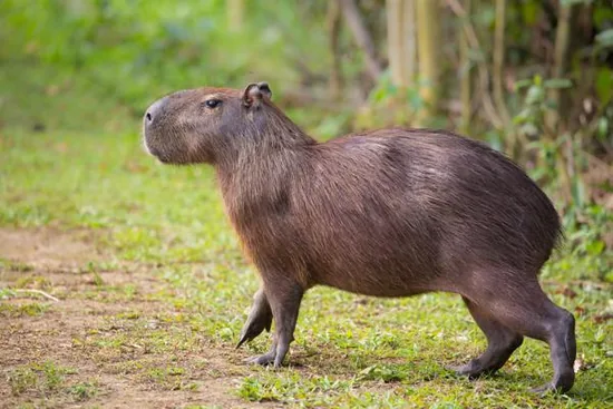 A capybara walking on land near water