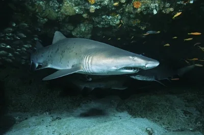 Sand tiger shark swimming in the ocean, rows of jagged teeth visible