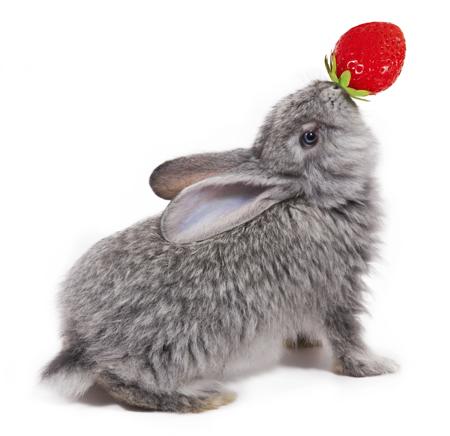 Rabbit with strawberry