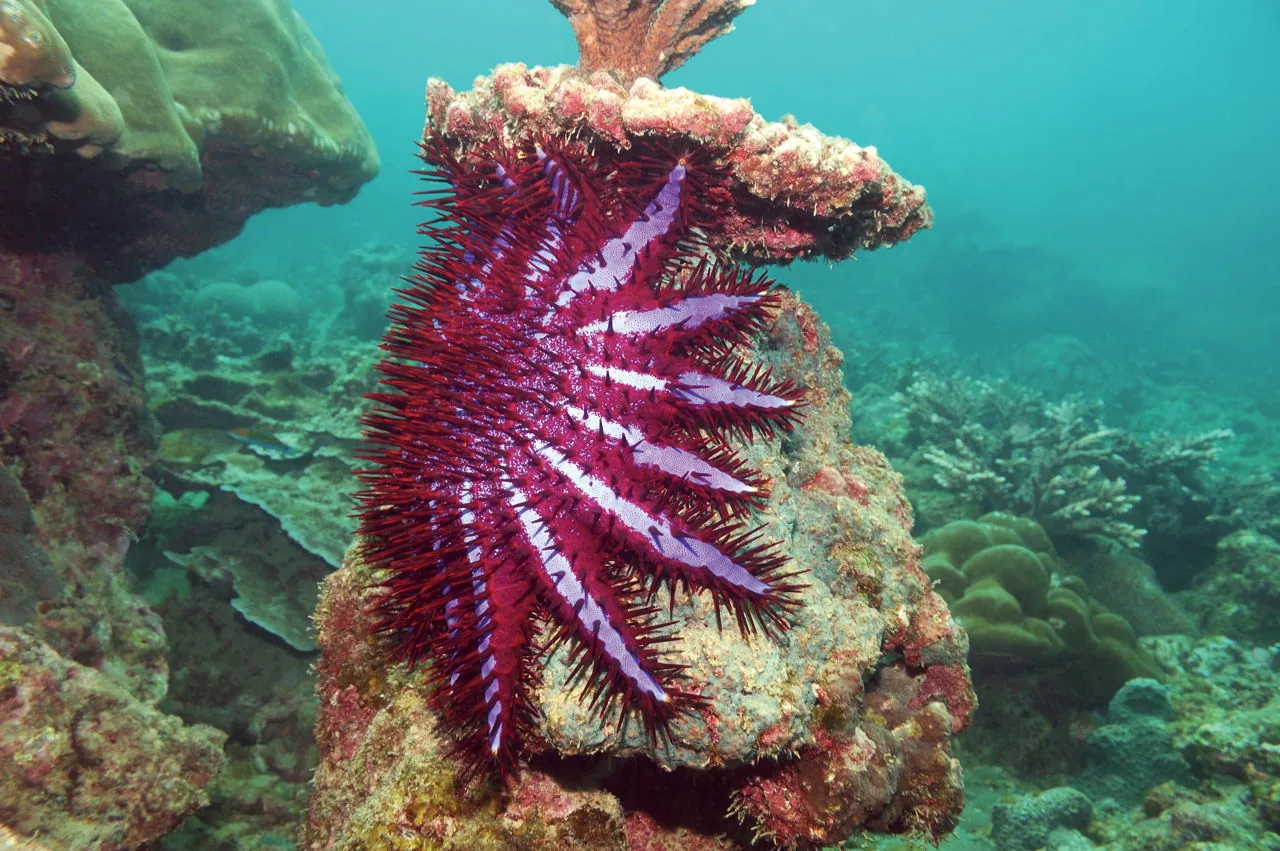 Crown of thorns starfish