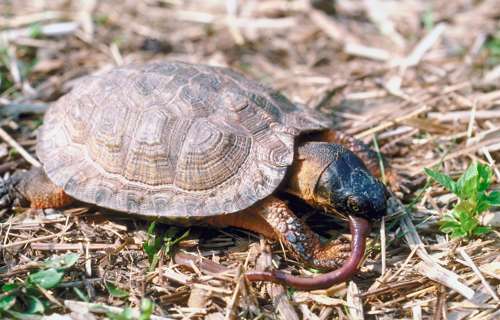 Wood turtle eating an earthworm