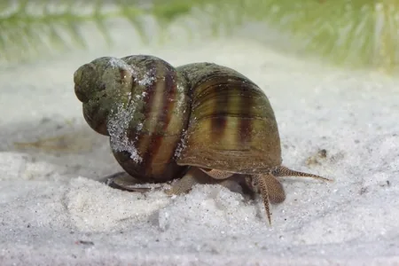 Freshwater Snail (Beddomeia tumida)