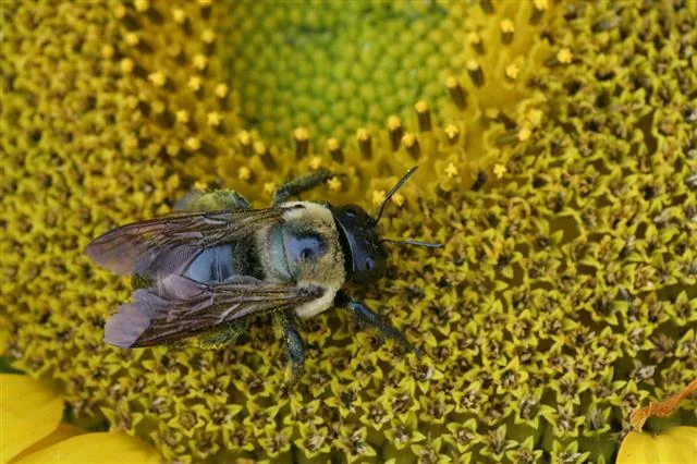 Several bumblebees on a flower cluster