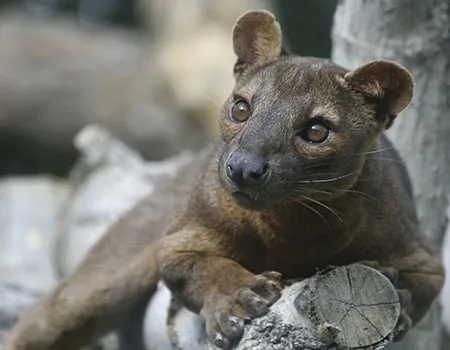 Fossa, Madagascar's largest carnivore, a cat-like mongoose relative