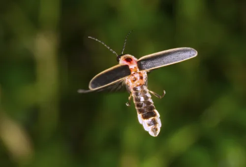 Firefly glowing in flight at dusk