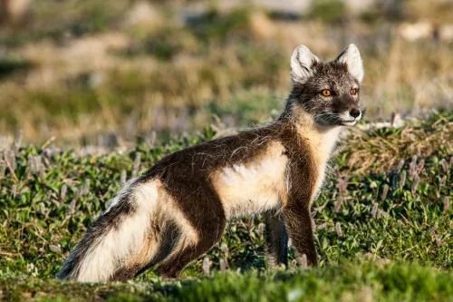 Arctic fox in white winter coat