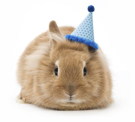 Funny baby rabbit