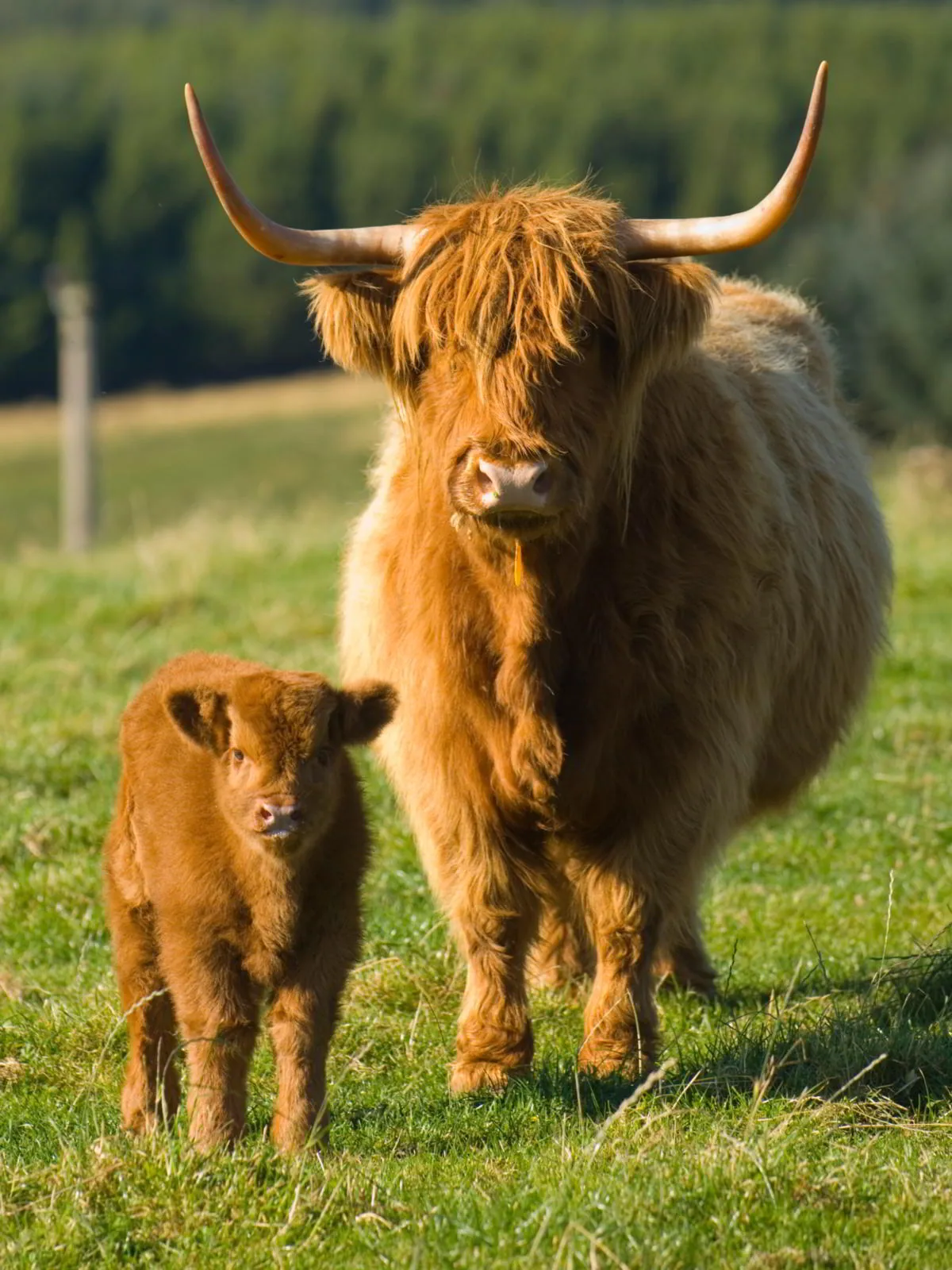 Highland cattle cow with her calf in a Scottish pasture