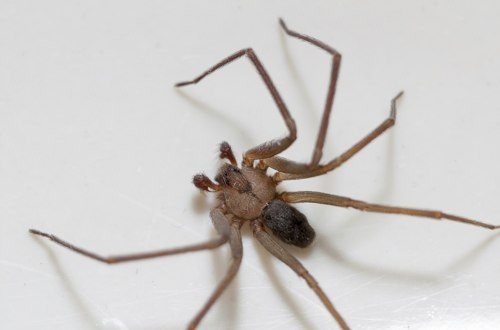 Brown recluse spider against a white background